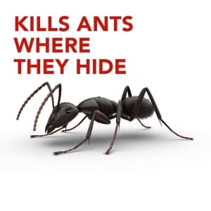 Raid Adhesive Ant Baits 4 Ct Family Dollar
