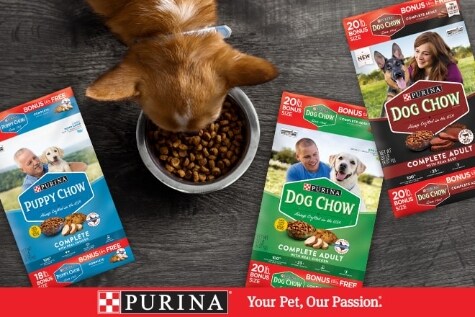 Should You Feed Your Dog A High Protein Dog Food Family Dollar