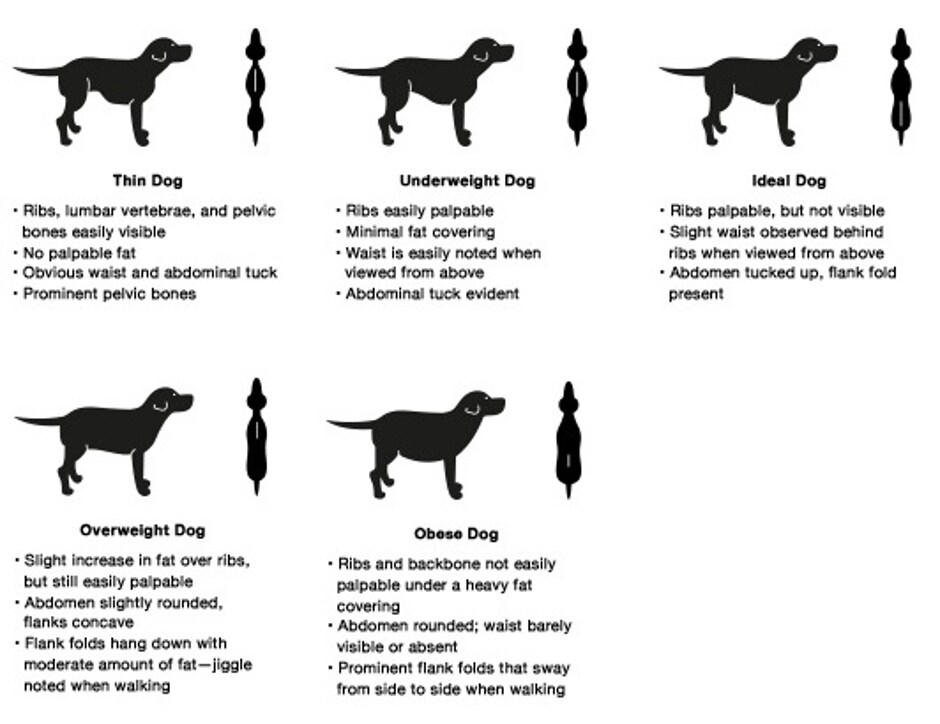 How to Visually Assess Your Dog’s Body Condition