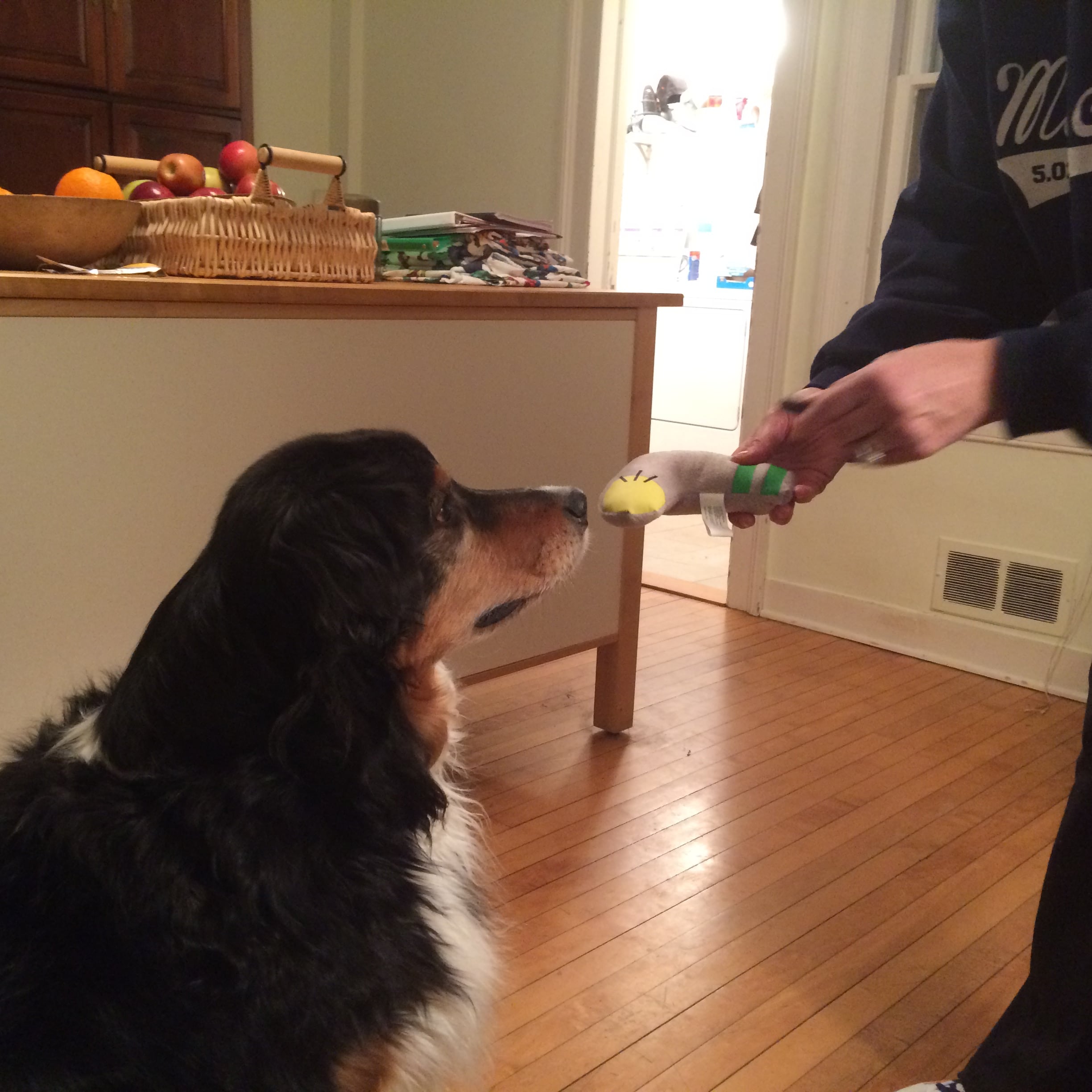 Keeping Your Dog Active Indoors 0