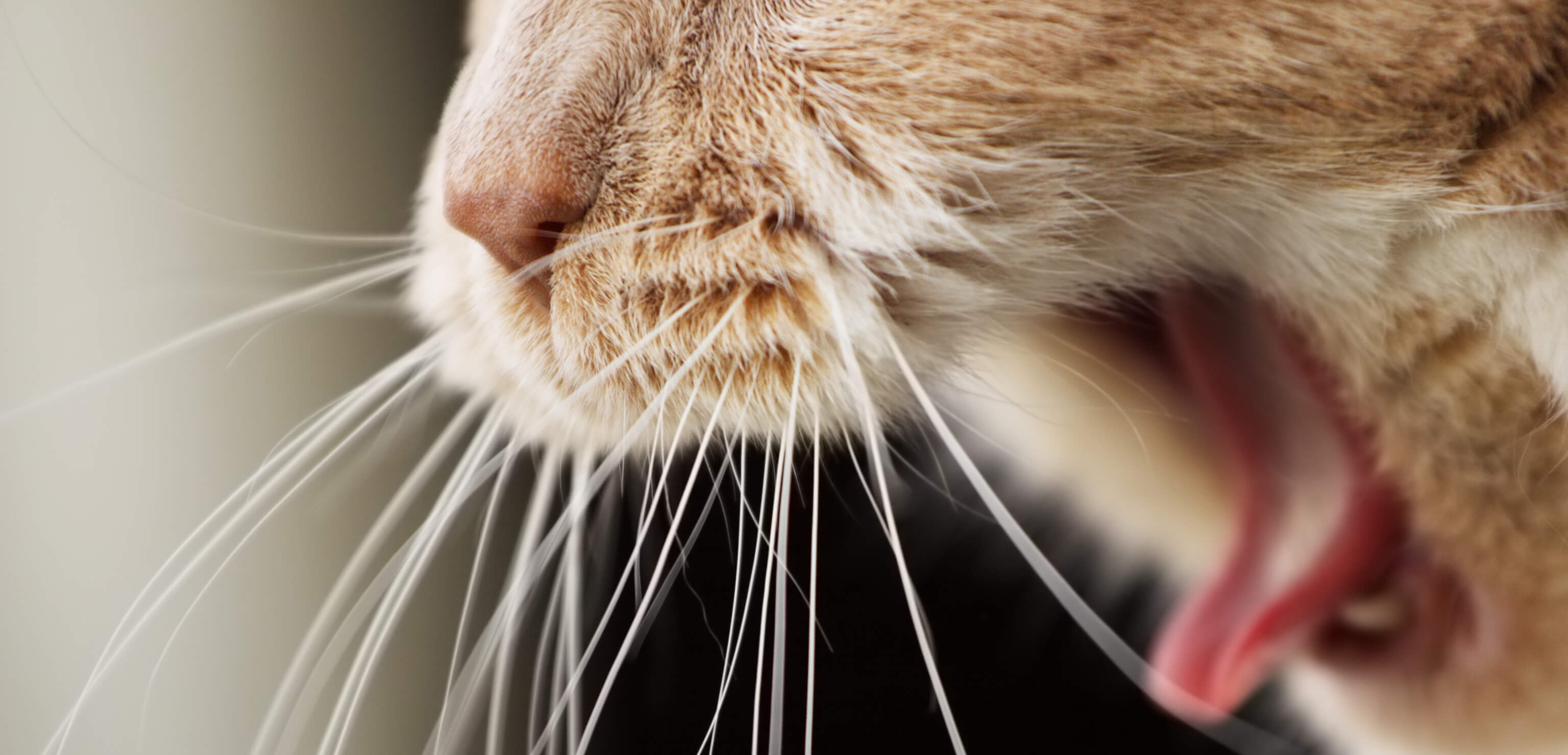 What Causes “Hairball Hack”? 0