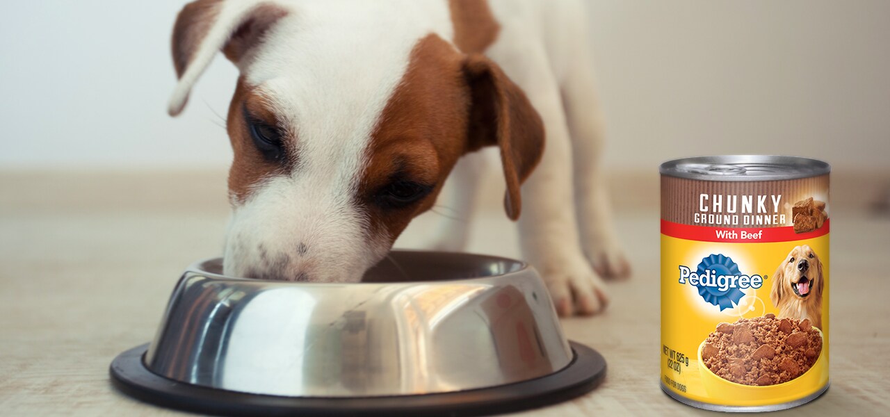 Why Canned Food is Good for Dogs 0