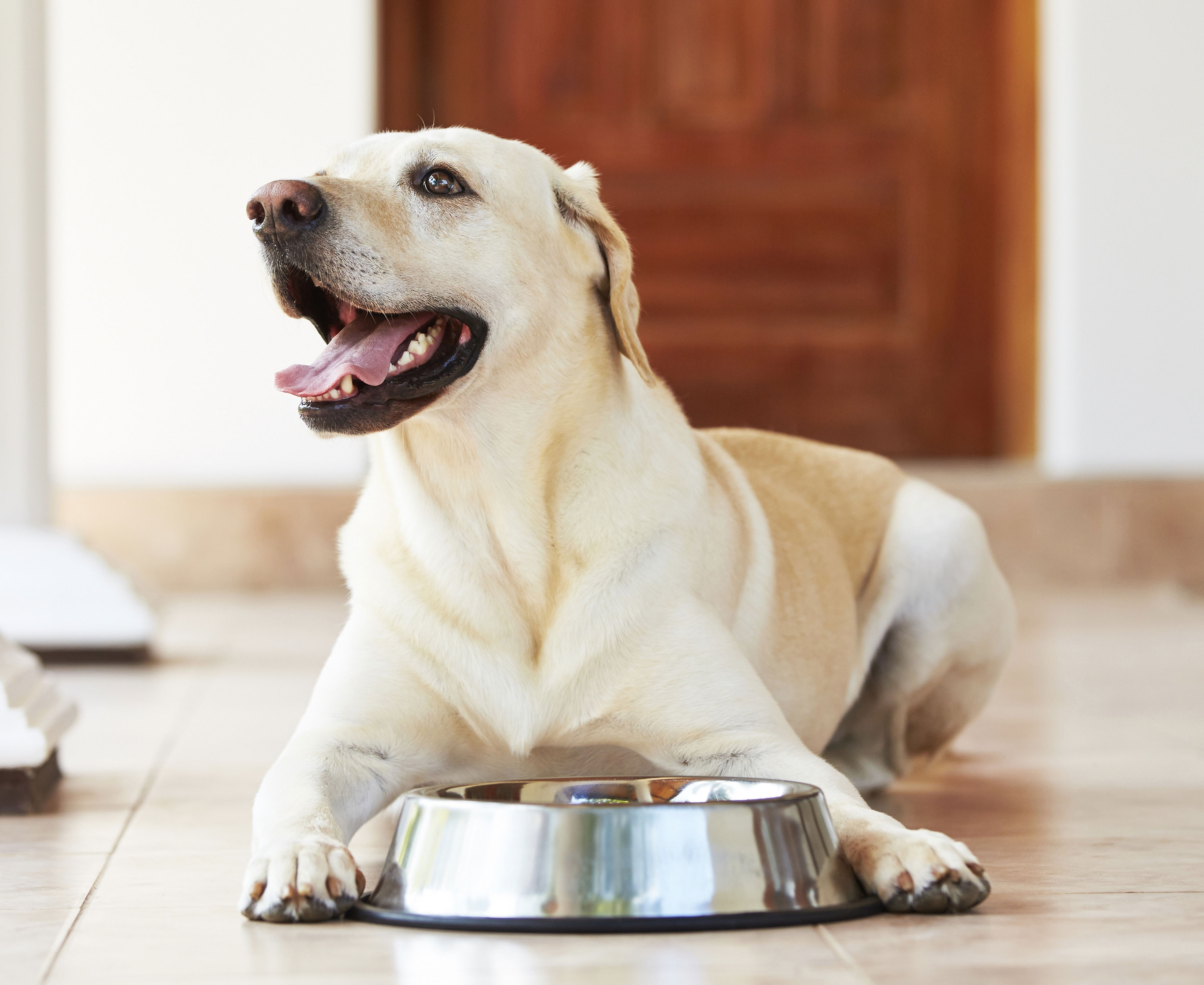 Flavorful WetDry Food Combos Dogs LOVE! 0