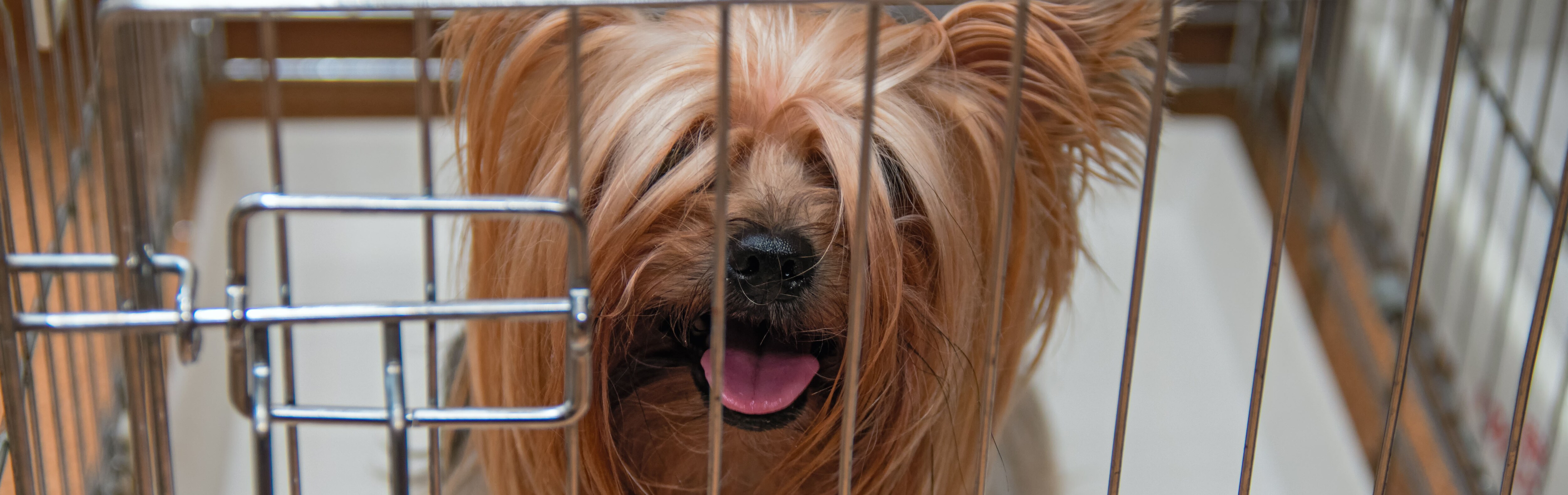 How to Clean a Dog Crate