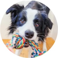 A dog playing with a rope toy